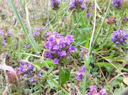 Attēlu rezultāti vaicājumam “Prunella vulgaris”