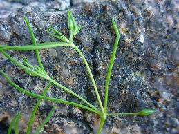 Attēlu rezultāti vaicājumam “Spergularia marina”