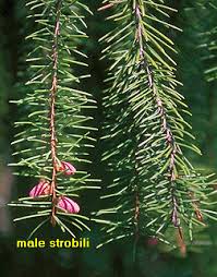 Attēlu rezultāti vaicājumam “Picea abies male flower”