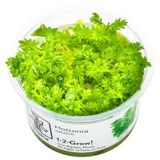 Attēlu rezultāti vaicājumam “Hottonia palustris fruit”