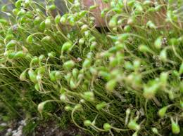 Attēlu rezultāti vaicājumam “Ephemerum serratum sporophyte”