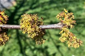 Attēlu rezultāti vaicājumam “Fraxinus pennsylvanica male flower”
