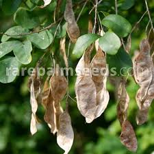 Attēlu rezultāti vaicājumam “Laburnum alpinum fruit”