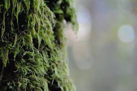 Attēlu rezultāti vaicājumam “Isothecium myosuroides sporophyte”