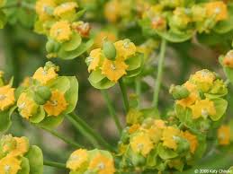 Attēlu rezultāti vaicājumam “Euphorbia cyparissias leaf”