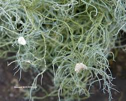 Attēlu rezultāti vaicājumam “Usnea subfloridana”