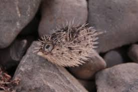 Image result for Chelon dumerili