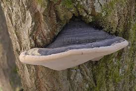 Attēlu rezultāti vaicājumam “Phellinus igniarius”