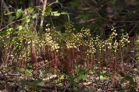 Attēlu rezultāti vaicājumam “Pyrola chlorantha”