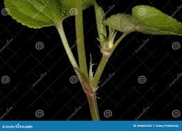 Attēlu rezultāti vaicājumam “Viola canina leaf”