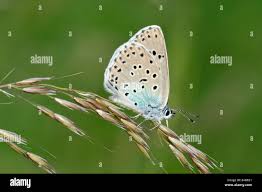 Attēlu rezultāti vaicājumam “Phengaris arion underside”