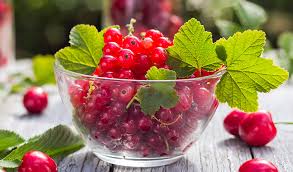 Bildergebnis für rote johannisbeeren