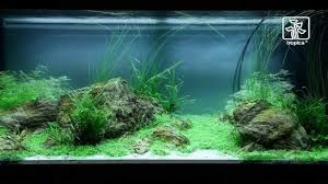 Attēlu rezultāti vaicājumam “Hottonia palustris fruit”