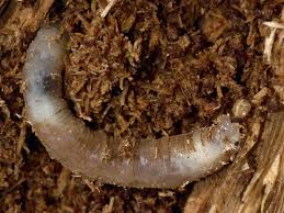 Attēlu rezultāti vaicājumam “Dictenidia bimaculata male”