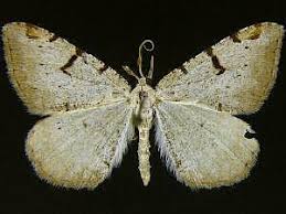 Attēlu rezultāti vaicājumam “Macaria wauaria”