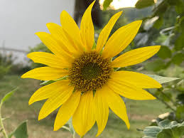 Image result for Sonnenblume