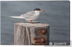 Image result for Sterna forsteri