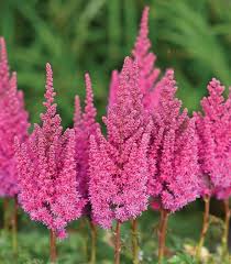 Attēlu rezultāti vaicājumam “Astilbe chinensis”