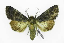 Attēlu rezultāti vaicājumam “Melanchra persicariae”