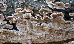 Attēlu rezultāti vaicājumam “Datronia mollis”