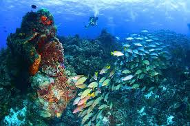 Resultado de imagen para cozumel dive