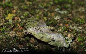 Attēlu rezultāti vaicājumam “Chloroclystis v-ata”