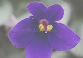 Image result for Veilchen