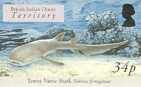 Image result for Nebrius ferrugineus