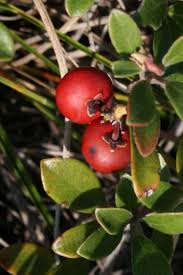 Attēlu rezultāti vaicājumam “Arctostaphylos uva-ursi fruit”