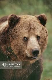 Attēlu rezultāti vaicājumam “Ursus arctos”