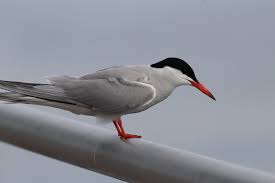 Attēlu rezultāti vaicājumam “Sterna hirundo”