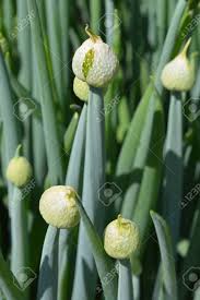 Attēlu rezultāti vaicājumam “Allium cepa bud”