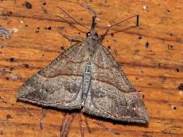 Attēlu rezultāti vaicājumam “Hypena proboscidalis”