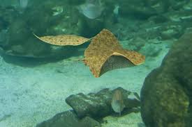 Image result for Gymnura altavela