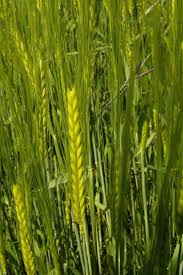 Attēlu rezultāti vaicājumam “Hordeum vulgare”