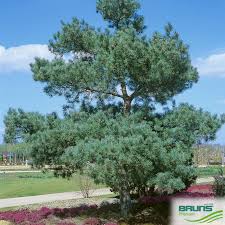 Attēlu rezultāti vaicājumam “Pinus sylvestris var. turfosa”