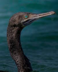 Attēlu rezultāti vaicājumam “Phalacrocorax carbo”