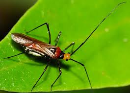 Attēlu rezultāti vaicājumam “Miridae”