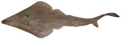 Image result for Rhinobatos rhinobatos