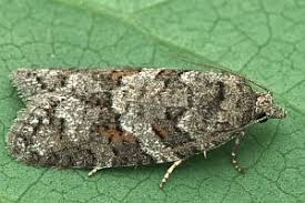 Attēlu rezultāti vaicājumam “Eana incanana”