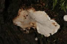 Attēlu rezultāti vaicājumam “Perenniporia subacida”