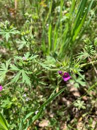 Attēlu rezultāti vaicājumam “Geranium dissectum flower”