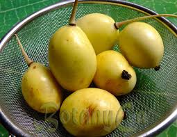 Attēlu rezultāti vaicājumam “Podophyllum hexandrum fruit”