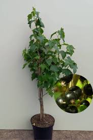 Attēlu rezultāti vaicājumam “Ribes nigrum fruit”