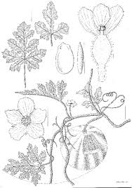 Attēlu rezultāti vaicājumam “Citrullus lanatus leaf”