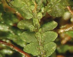 Attēlu rezultāti vaicājumam “Porella cordaeana”