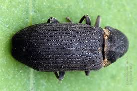 Attēlu rezultāti vaicājumam “Anobium pertinax”