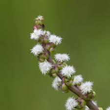 Attēlu rezultāti vaicājumam “Triglochin maritimum flower”
