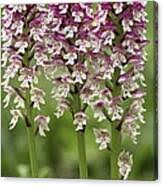 Attēlu rezultāti vaicājumam “Orchis ustulata”