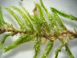 Attēlu rezultāti vaicājumam “Hypnum cupressiforme sporophyte”